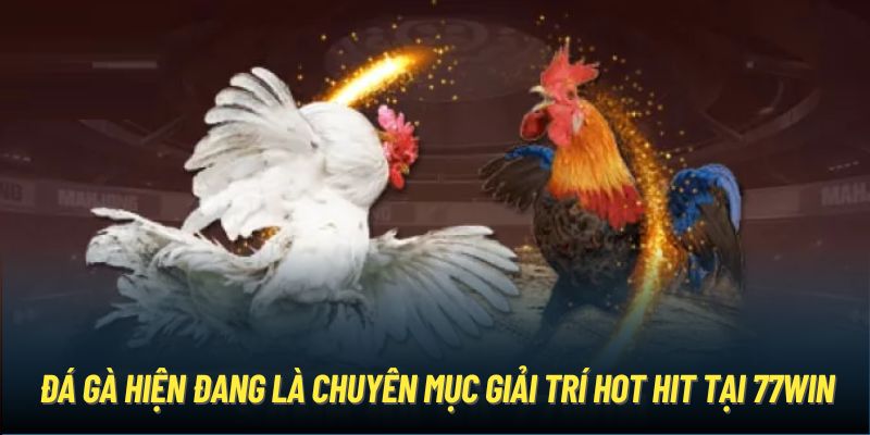 Đá gà hiện đang là chuyên mục giải trí hot hit tại 77WIN