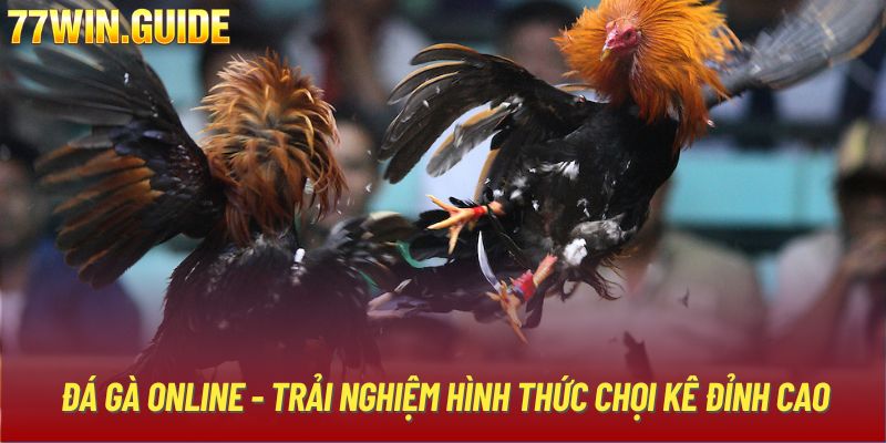 Đá Gà Online - Trải Nghiệm Hình Thức Chọi Kê Đỉnh Cao